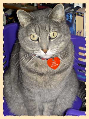 Zach, the Official Hospital Cat