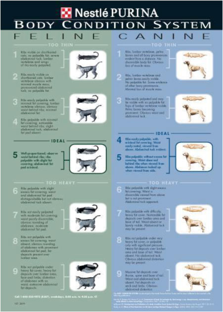 Body Condition Scoring Charts For The Dog And Cat Foothill Pet 